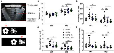 Exploring How Low Oxygen Post Conditioning Improves Stroke-Induced Cognitive Impairment: A Consideration of Amyloid-Beta Loading and Other Mechanisms